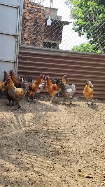 Gà Hmong cả trống và mái. Mua bán Gà tại Thành phố Buôn Ma Thuột Đắk Lắk được đăng bởi Lê Hải hình 1