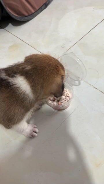 Chó Lông xù lai cỏ cái Nâu trắng. Mua bán Chó tại Quận 12 Tp Hồ Chí Minh được đăng bởi Ngọc Phạm hình 1