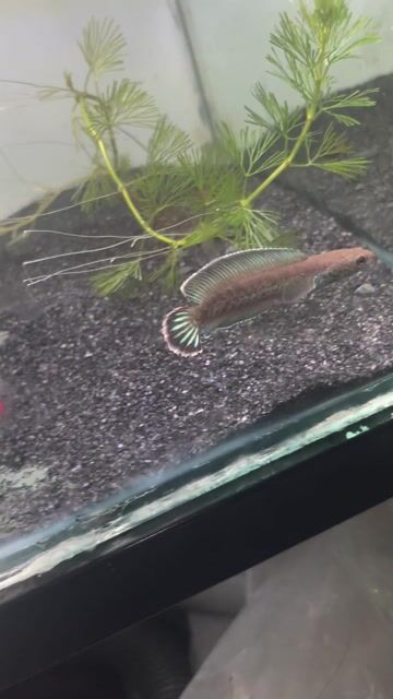 Cá lóc Andrao Cầu vòng vây xanh 6-7 cm. Mua bán Thú cưng khác tại Huyện Cần Giuộc Long An được đăng bởi Tài hình 1