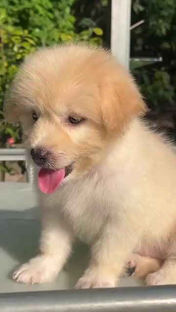 Chó Nhật lai Vàng kem, Đen, Nâu đã tiêm phòng. Mua bán Chó tại Huyện Chơn Thành Bình Phước được đăng bởi Cam Gjang Huynh hình 1