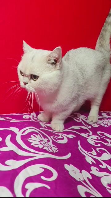 Phối giống mèo munchkin. Mua bán Mèo tại Quận Long Biên Hà Nội được đăng bởi Hương vũ hình 1