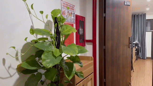 Cho thuê Căn hộ Chung cư Quận Sơn Trà Đà Nẵng diện tích 28 m² giá 6,5 triệu/tháng