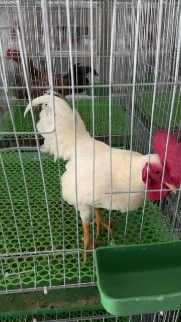 Gà tre Trắng Đực. Mua bán Gà tại Huyện Hóc Môn Tp Hồ Chí Minh được đăng bởi Văn Bắc hình 1