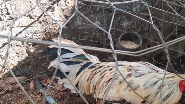 Gà trống 2.6kg gl. Mua bán Gà tại Huyện Định Quán Đồng Nai được đăng bởi Ngọc Quang hình 1