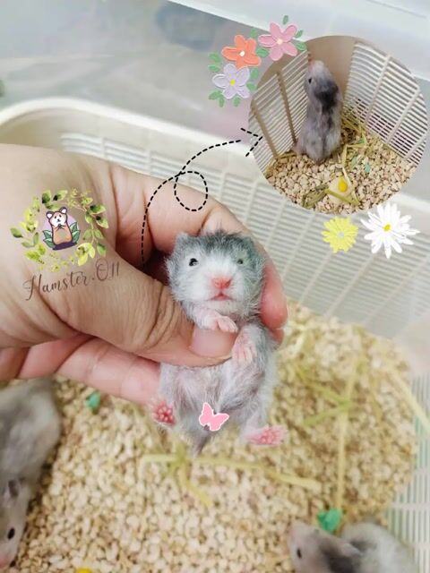 Hamster bear lai tạng