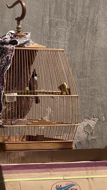 Chim Chào mào Đực. Mua bán Chim tại Thành phố Biên Hòa Đồng Nai được đăng bởi tên chưa cung cấp hình 1