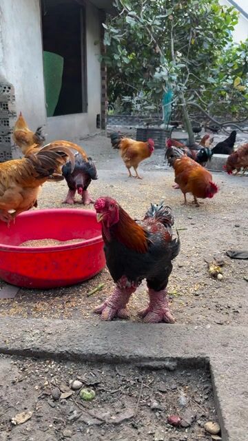 gà đông tảo thả vườn. Mua bán Gà tại Thành phố Biên Hòa Đồng Nai được đăng bởi HoanGNam ViFoods hình 1