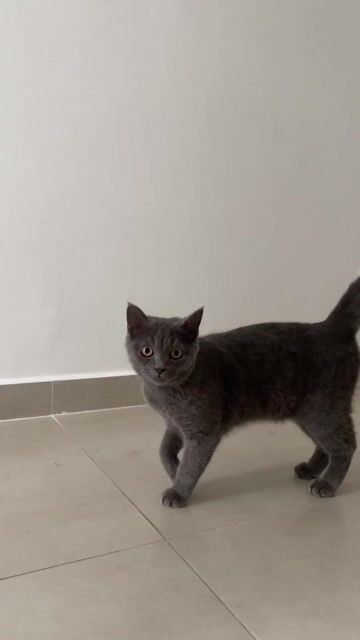 Mèo Anh lông ngắn Xám. Mua bán Mèo tại Thành phố Thủ Đức Tp Hồ Chí Minh được đăng bởi Trịnh Đồng hình 1