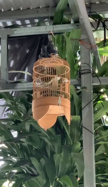 Chim Vành khuyên TP.HCM Tân Phú. Mua bán Chim tại Quận Tân Phú Tp Hồ Chí Minh được đăng bởi Tuan hình 1