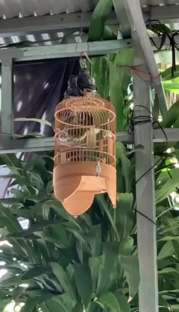 Chim Vành khuyên TP.HCM Tân Phú. Mua bán Chim tại Quận Tân Phú Tp Hồ Chí Minh được đăng bởi Tuan hình 1