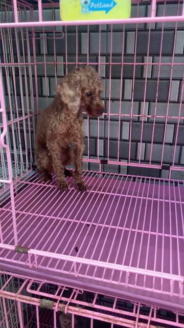 Chó Teacup Poodle nâu 10 tháng. Mua bán Chó tại Quận 8 Tp Hồ Chí Minh được đăng bởi Nguyễn Mạnh  hình 1