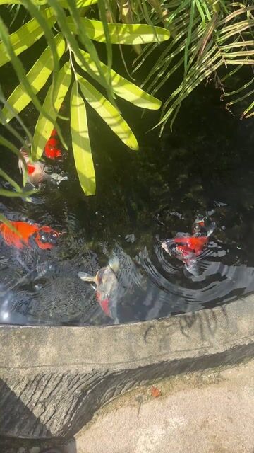 Cá Koi Nhật 35-50cm 8 con. Mua bán Thú cưng khác tại Thành phố Biên Hòa Đồng Nai được đăng bởi Tên chưa cung cấp hình 1