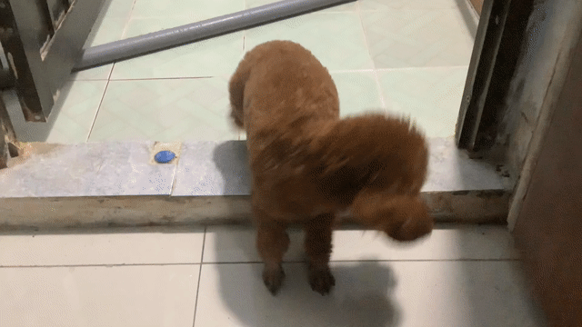 Chó Mini Poodle Đực Nâu Thân thiện. Mua bán Chó tại Quận Tân Phú Tp Hồ Chí Minh được đăng bởi Thiện Tâm Nhà Quận 12 hình 1