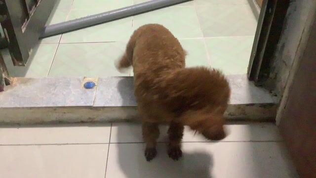 Chó Mini Poodle Đực Nâu Thân thiện. Mua bán Chó tại Quận Tân Phú Tp Hồ Chí Minh được đăng bởi Thiện Tâm Nhà Quận 12 hình 1