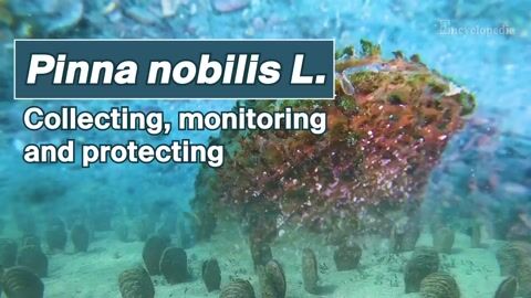 Encyclopedia-Fan Mussel (Pinna nobilis L.) Spat Collection, Monitoring of Early Growth and Conservation