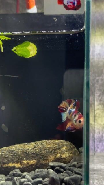 Cá Betta Nemo Multicolor Metallic. Mua bán Thú cưng khác tại Huyện Hóc Môn Tp Hồ Chí Minh được đăng bởi 3979 hình 1