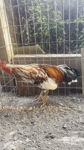 3kg1 Việt Mồng Vua Ăn Cái Thứ 3 Chồng Độ Lại Rớt L. Mua bán Gà tại Huyện Chợ Gạo Tiền Giang được đăng bởi Tài Kc hình 1