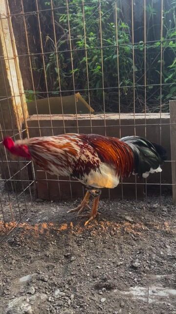 3kg1 Việt Mồng Vua Ăn Cái Thứ 3 Chồng Độ Lại Rớt L. Mua bán Gà tại Huyện Chợ Gạo Tiền Giang được đăng bởi Tài Kc hình 1