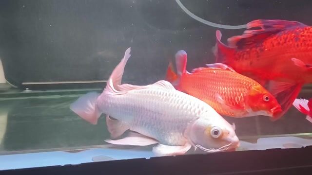 Cá cảnh Trắng 30cm. Mua bán Thú cưng khác tại Huyện Trảng Bom Đồng Nai được đăng bởi luôn vui tươi  hình 1