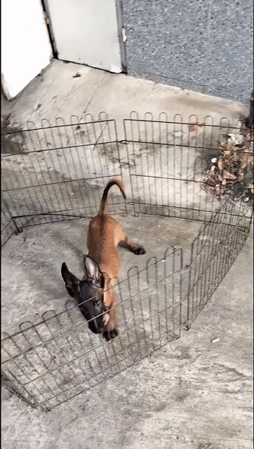 Chó Malinois Đực Nâu đen. Mua bán Chó tại Huyện Bình Chánh Tp Hồ Chí Minh được đăng bởi Anh nông dân da đen hình 1