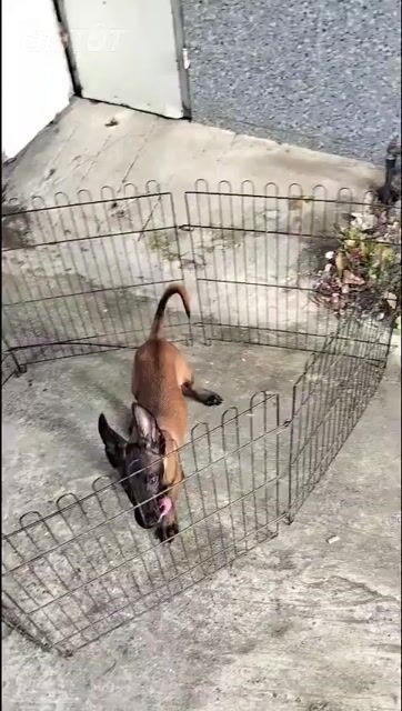 Chó Malinois Đực Nâu đen. Mua bán Chó tại Huyện Bình Chánh Tp Hồ Chí Minh được đăng bởi Anh nông dân da đen hình 1