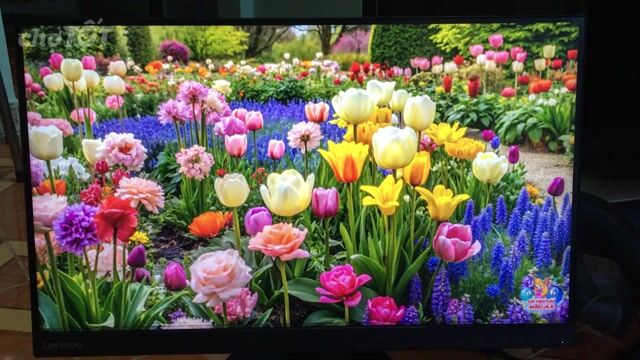 Màn Lenovo 27", 75hz, lỗi chỉ ngang sát mép dưới. Mua bán Phụ kiện (Màn hình, Chuột...) tại Quận Bình Thạnh Tp Hồ Chí Minh được đăng bởi Võ Quốc Phòng hình 1