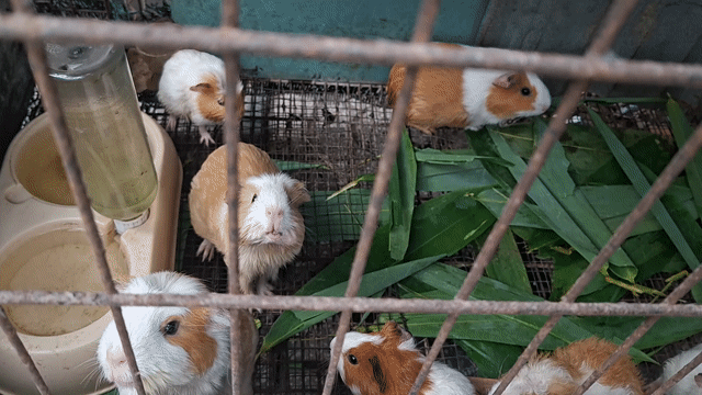 Chuột lang nhỏ Nâu trắng. Mua bán Thú cưng khác tại Huyện Bình Chánh Tp Hồ Chí Minh được đăng bởi CÔNG TUẤN hình 1
