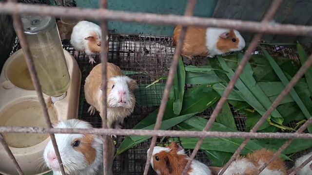 Chuột lang nhỏ Nâu trắng. Mua bán Thú cưng khác tại Huyện Bình Chánh Tp Hồ Chí Minh được đăng bởi CÔNG TUẤN hình 1