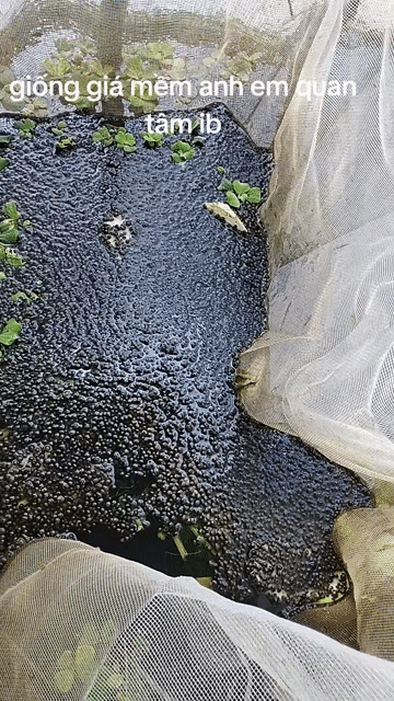 Trứng ốc bưu đen,và con giống 2 tuần tuổi. Mua bán Thú cưng khác tại Huyện Long Hồ Vĩnh Long được đăng bởi Thanh Sang hình 1