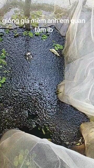 Trứng ốc bưu đen,và con giống 2 tuần tuổi. Mua bán Thú cưng khác tại Huyện Long Hồ Vĩnh Long được đăng bởi Thanh Sang hình 1