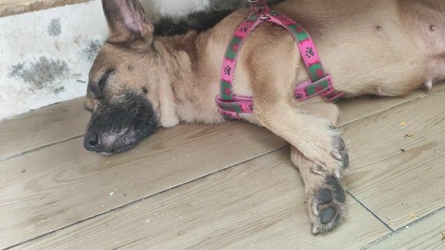 Chó Becgie 1 năm tuổi GIÁ CẢ CÓ THỂ THƯƠNG LƯỢNG. Mua bán Chó tại Quận Thanh Khê Đà Nẵng được đăng bởi Nguyễn Phong hình 1