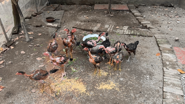 Gà chọi Tía Hải Phòng. Mua bán Gà tại Huyện Thuận Thành Bắc Ninh được đăng bởi Nguyễn Duy Thảo hình 1