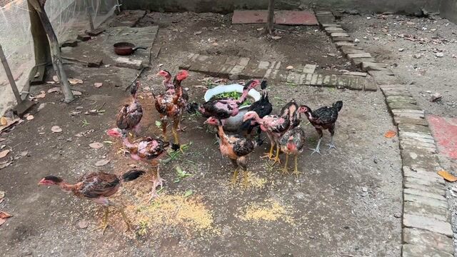 Gà chọi Tía Hải Phòng. Mua bán Gà tại Huyện Thuận Thành Bắc Ninh được đăng bởi Nguyễn Duy Thảo hình 1