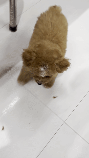 Chó Poodle Nâu đỏ. Mua bán Chó tại Thành phố Mỹ Tho Tiền Giang được đăng bởi Đỗ Tú hình 1