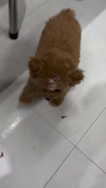 Chó Poodle Nâu đỏ. Mua bán Chó tại Thành phố Mỹ Tho Tiền Giang được đăng bởi Đỗ Tú hình 1