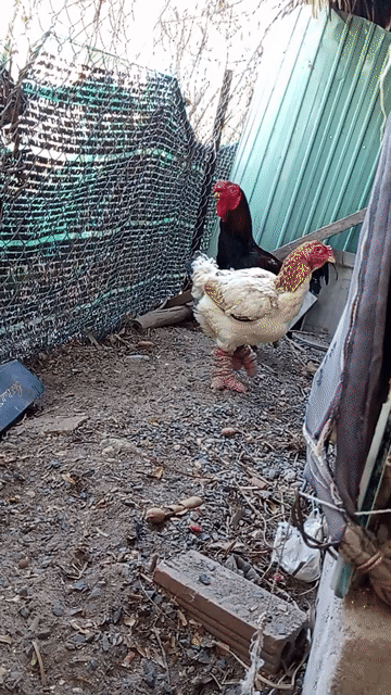 Gà Đông Tảo . Mua bán Gà tại Huyện Long Điền Bà Rịa - Vũng Tàu được đăng bởi Quyền phạm hình 1