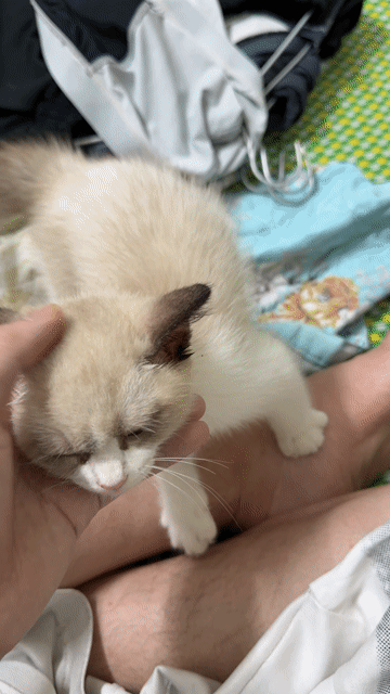 mèo ragdoll lai hima cực xinhh , 2 tháng tuổi. Mua bán Mèo tại Huyện Việt Yên Bắc Giang được đăng bởi Ngô Thế Anh hình 1