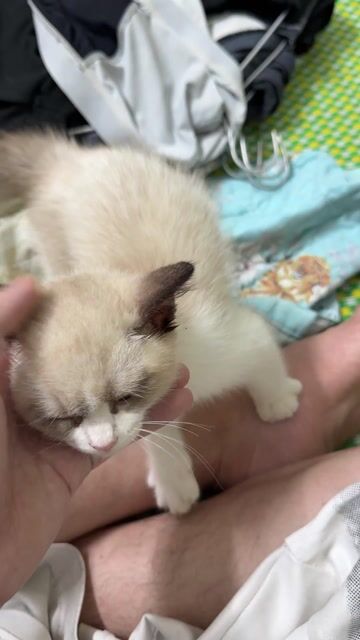 mèo ragdoll lai hima cực xinhh , 2 tháng tuổi. Mua bán Mèo tại Huyện Việt Yên Bắc Giang được đăng bởi Ngô Thế Anh hình 1