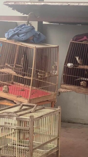 Chim chào mào 3 vụ. Mua bán Chim tại Huyện Quốc Oai Hà Nội được đăng bởi Trung hình 1