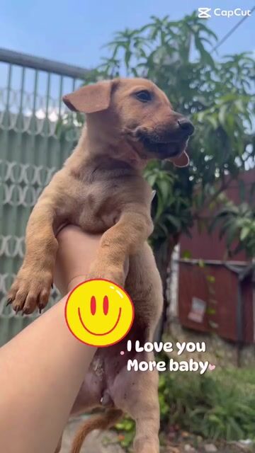 lạp xuong mix. Mua bán Chó tại Huyện Bình Chánh Tp Hồ Chí Minh được đăng bởi Duong tu linh hình 1