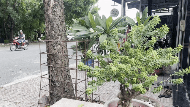 Cho thuê Đất Thành phố Biên Hòa Đồng Nai diện tích 81 m² giá 2,5 triệu/tháng