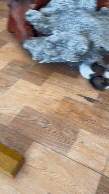 Chó con Trắng đen. Mua bán Chó tại Thị xã Bến Cát Bình Dương được đăng bởi Lê Khai Minh hình 1