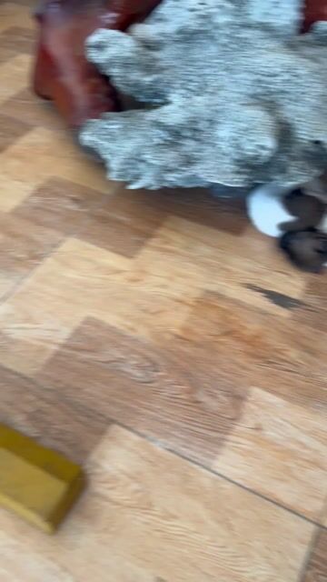 Chó con Trắng đen. Mua bán Chó tại Thị xã Bến Cát Bình Dương được đăng bởi Lê Khai Minh hình 1