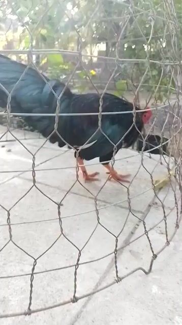 Gà chọi Bến Tre 2.87 kg. Mua bán Gà tại Huyện Bình Đại Bến Tre được đăng bởi Vua Lông Vũ hình 1