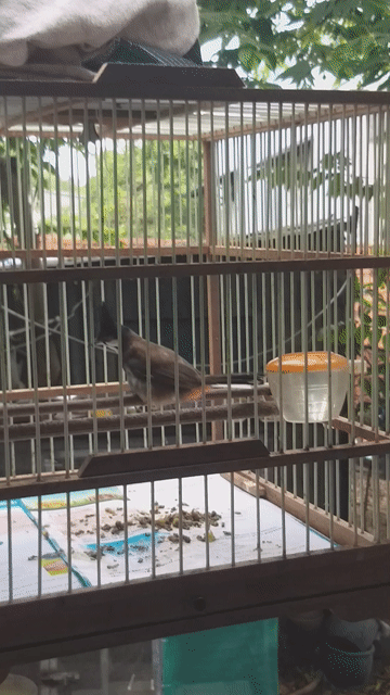 mào bổi gl gà tre thua hoặc mái . Mua bán Chim tại Huyện Nhơn Trạch Đồng Nai được đăng bởi kaka hình 1