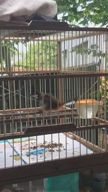 mào bổi gl gà tre thua hoặc mái . Mua bán Chim tại Huyện Nhơn Trạch Đồng Nai được đăng bởi kaka hình 1