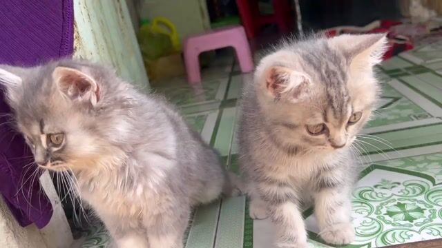 Mèo Aln Tabby Xám sọc vằn. Mua bán Mèo tại Thành phố Long Xuyên An Giang được đăng bởi Tên chưa cung cấp hình 1