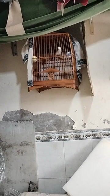 Chim bổi 6 tháng màu Nâu lồng Tre. Mua bán Chim tại Quận Bình Tân Tp Hồ Chí Minh được đăng bởi Tây hình 1