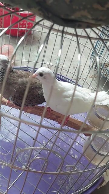 Chim cu gáy Trắng, Nâu. Mua bán Chim tại Thành phố Thủ Đức Tp Hồ Chí Minh được đăng bởi Chàng Khờ hình 1