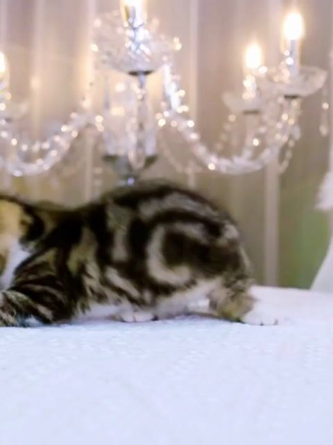 Mèo Munchkin tabby hổ vằn siêu đẹp tìm nhà mới. Mua bán Mèo tại Thành phố Thủ Đức Tp Hồ Chí Minh được đăng bởi Âu Minh Huy hình 1